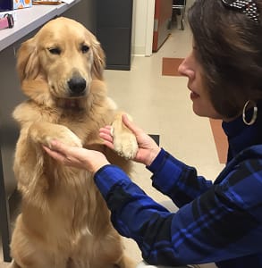 Pet therapy volunteer Lisa Lowe teaches Joy how to "sit pretty." Hospice Care Plus will host a training for new volunteers on Feb. 10.