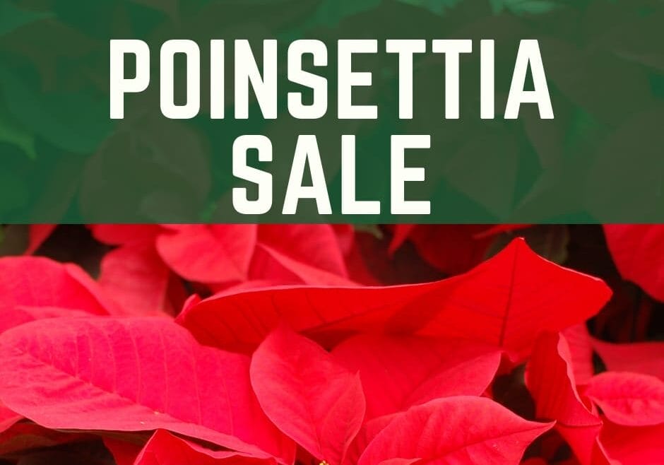 Poinsettia Sale Web Image (2) Poinsettia Sale Web Image (2)