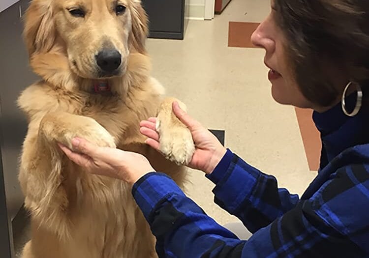 Pet therapy volunteer Lisa Lowe teaches Joy how to "sit pretty." Hospice Care Plus will host a training for new volunteers on Feb. 10.